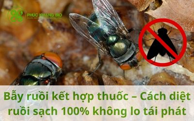 Bẫy ruồi kết hợp thuốc – Cách diệt ruồi sạch 100% không lo tái phát