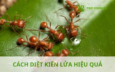 Cách diệt kiến lửa hiệu quả tại vườn
