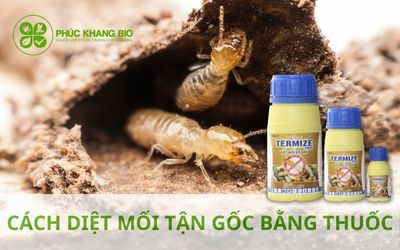 Cách diệt mối tận gốc bằng thuốc – Hiệu quả & tiết kiệm