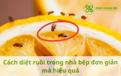 Cách diệt ruồi trong nhà bếp đơn giản mà hiệu quả