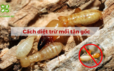 Phương pháp diệt mối tận gốc tại nhà hiệu quả và an toàn