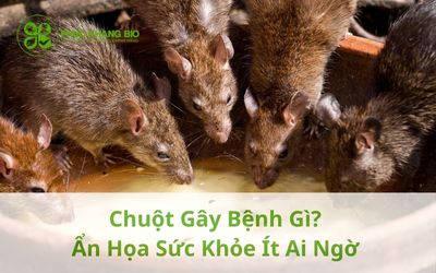 Chuột Gây Bệnh Gì? Ẩn Họa Sức Khỏe Ít Ai Ngờ Ngay Trong Chính Ngôi Nhà Bạn
