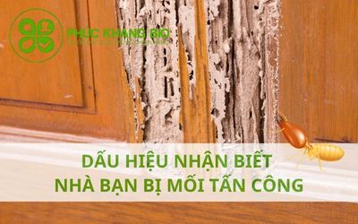 Dấu hiệu nhận biết nhà bạn bị mối tấn công.