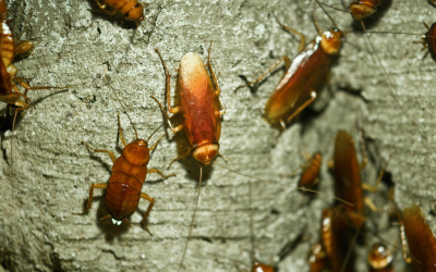Dịch vụ diệt gián