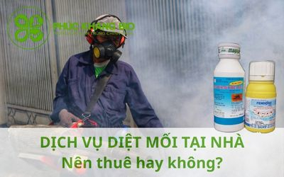 Dịch vụ diệt mối tận gốc tại TP.HCM – Có nên thuê không?