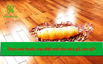 Diệt mối cho nhà gỗ, sàn gỗ: Nên chọn loại thuốc nào?