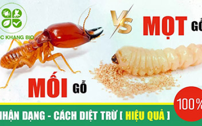 Dịch vụ diệt mối mọt tận gốc giá tốt nhất thị trường