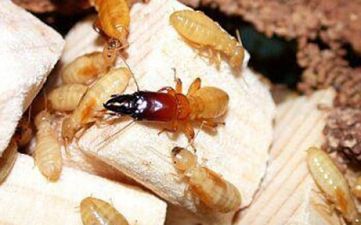 Diệt Mối Bằng Bả Sinh Học: An Toàn – Hiệu Quả – Tiết Kiệm