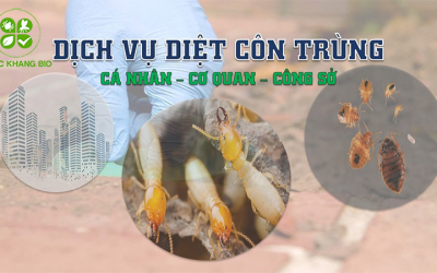 Địa Chỉ Diệt Mối Tận Gốc Giá Rẻ, Uy Tín