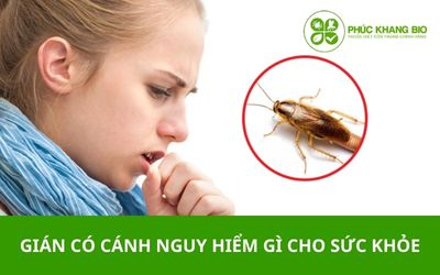 Gián có cánh – nguy hiểm gì cho sức khỏe?