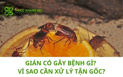 Gián có gây bệnh gì? Vì sao cần xử lý tận gốc?