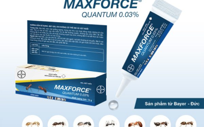 Gel Diệt Kiến Maxforce Quantum – Giải Pháp Diệt Kiến Hiệu Quả, An Toàn Tuyệt Đối
