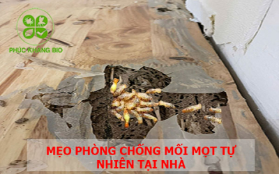 Mẹo phòng chống mối mọt tự nhiên tại nhà