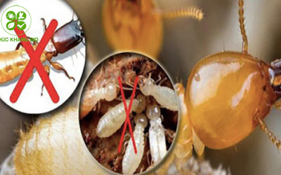 Giải pháp diệt mối tận gốc tối ưu