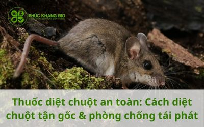 Thuốc diệt chuột an toàn: Cách diệt chuột tận gốc & phòng chống tái phát
