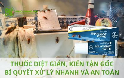 Thuốc diệt gián, kiến tận gốc: Bí quyết xử lý nhanh & an toàn