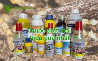 Top thuốc diệt mối được sử dụng nhiều nhất hiện nay