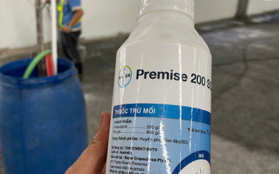 Tại Sao Nên Lựa Chọn Công Ty Diệt Mối TPHCM Uy Tín