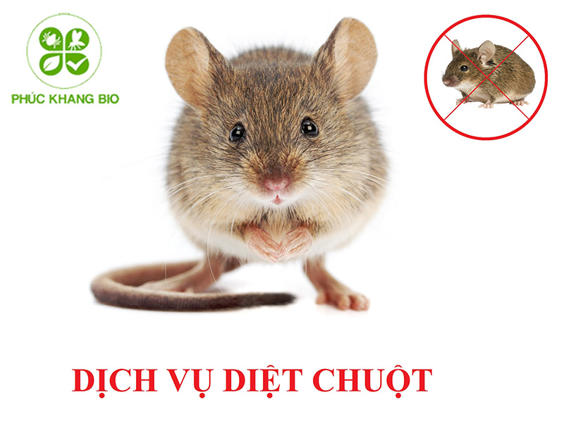 Dịch vụ diệt chuột tận gốc