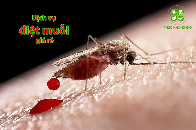 Dịch vụ diệt muỗi tận gốc