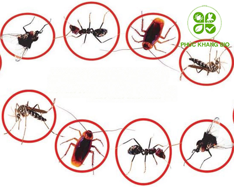 Diệt công trùng tại Phúc Khang Bio mang lại lợi ích gì