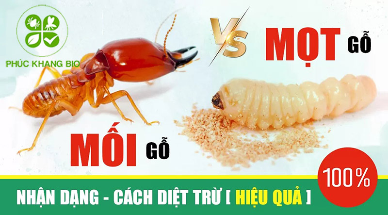 Cách phòng ngừa mối mọt hiệu quả