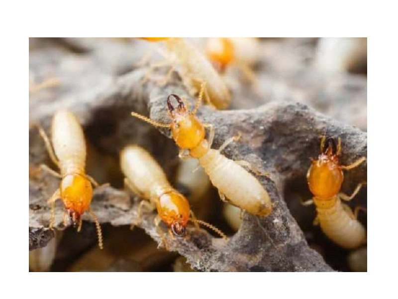 Tại sao nên chọn công ty dịch vụ diệt mối uy tín Phúc Khang Bio