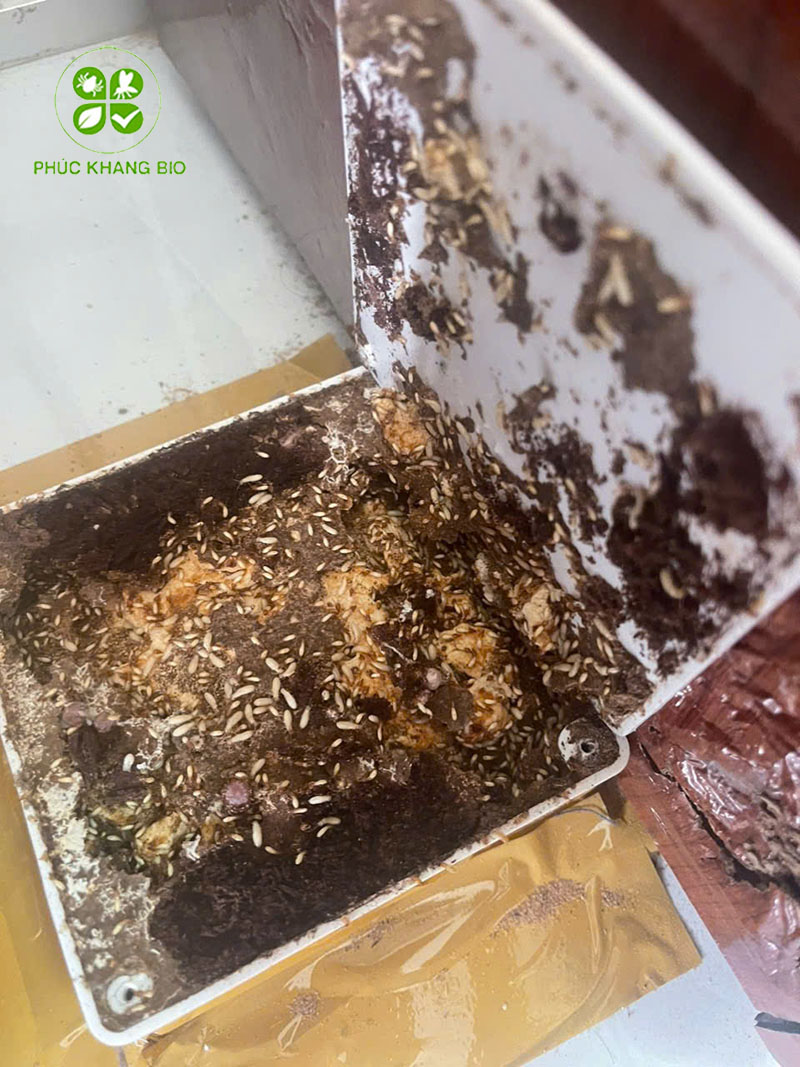 Dịch vụ diệt mối chuyên nghiệp, giá rẻ