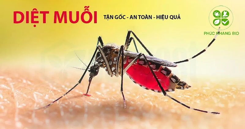 Tại sao nên chọn công ty diệt muỗi tận gốc Phúc Khang Bio