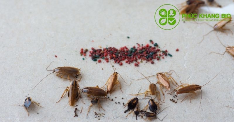 Gián – Mối đe dọa tiềm ẩn trong không gian sống của bạn