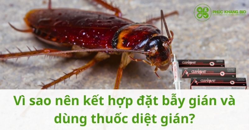 Vì sao nên kết hợp đặt bẫy gián và dùng thuốc diệt gián?