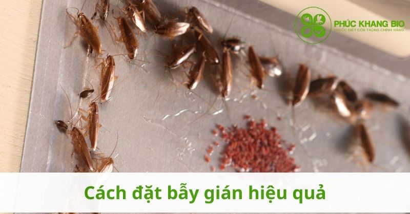 Cách đặt bẫy gián hiệu quả
