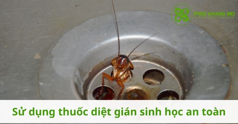 Sử dụng thuốc diệt gián sinh học an toàn