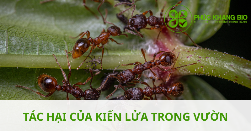 Tác hại của kiến lửa trong vườn