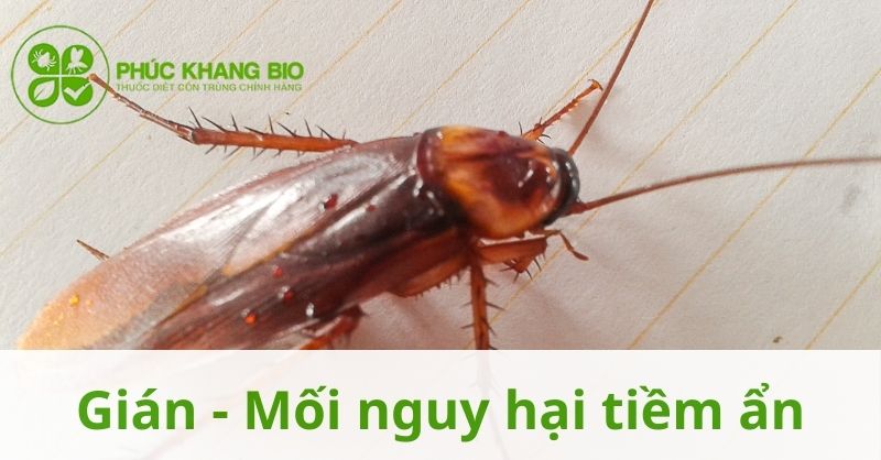 Gián – mối nguy hại tiềm ẩn trong cuộc sống