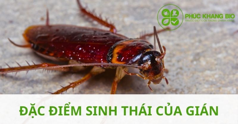Đặc điểm sinh thái và phân bố của gián