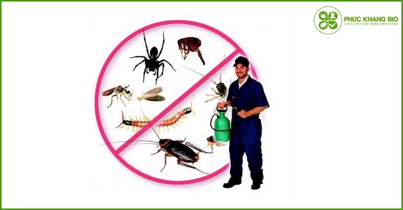 Báo giá dịch vụ diệt gián tại TP.HCHCM chuyên nghiệp