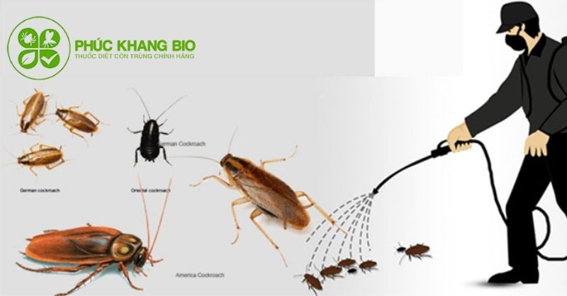 Quy trình kỹ thuật của dịch vụ diệt gián tại TP.HCM