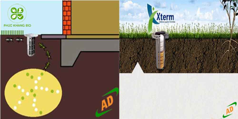 Dịch vụ diệt mối tận gốc bằng bả Xterm