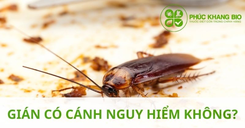 Gián có cánh nguy hiểm không?