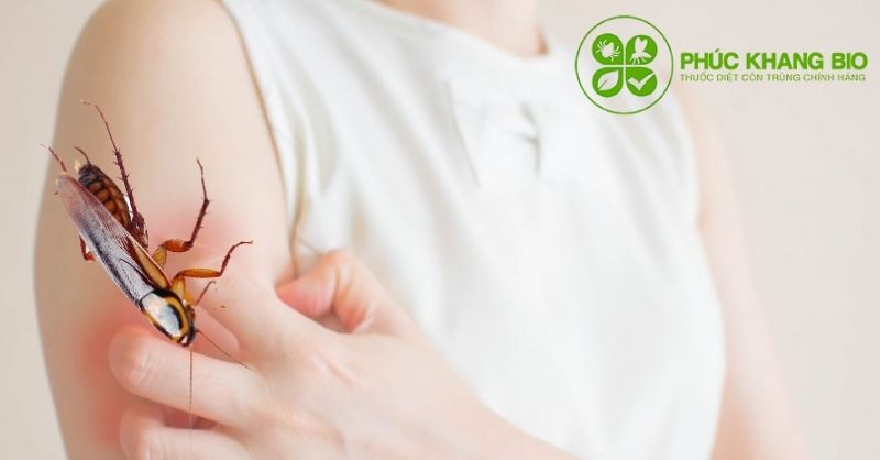 Gián có cánh gây bệnh gì?