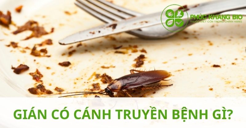 Gián có cánh truyền bệnh gì?