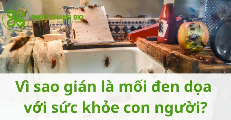 Vì sao gián là mối đe dọa với sức khỏe con người