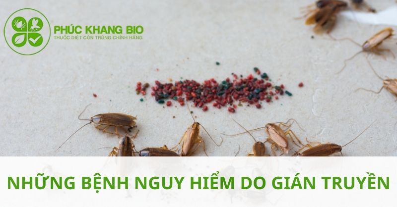 Gián gây ra những bệnh gì?