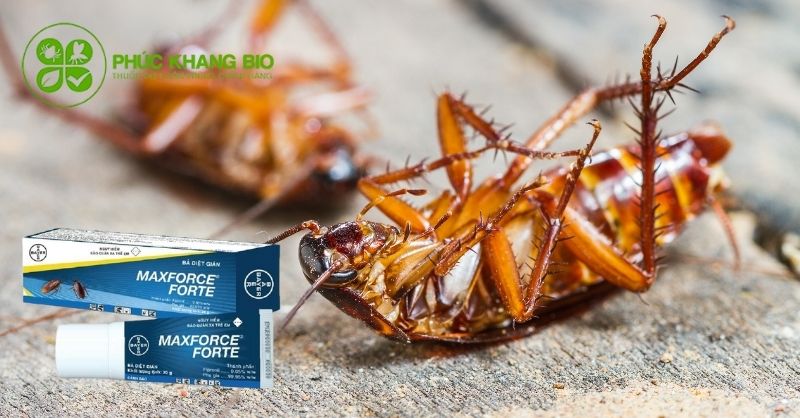 Ưu điểm của thuốc diệt gián, kiến tận gốc
