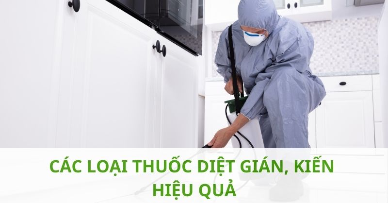 Các loại thuốc diệt gián, kiến hiện nay