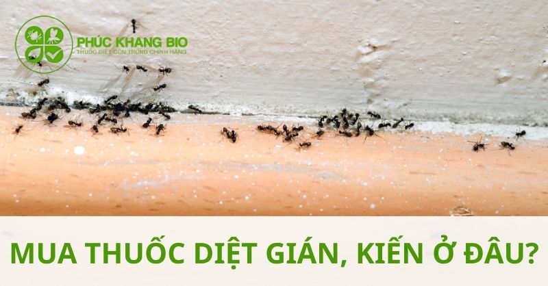 Mua thuốc diệt gián, thuốc diệt kiến tận gốc ở đâu uy tín?