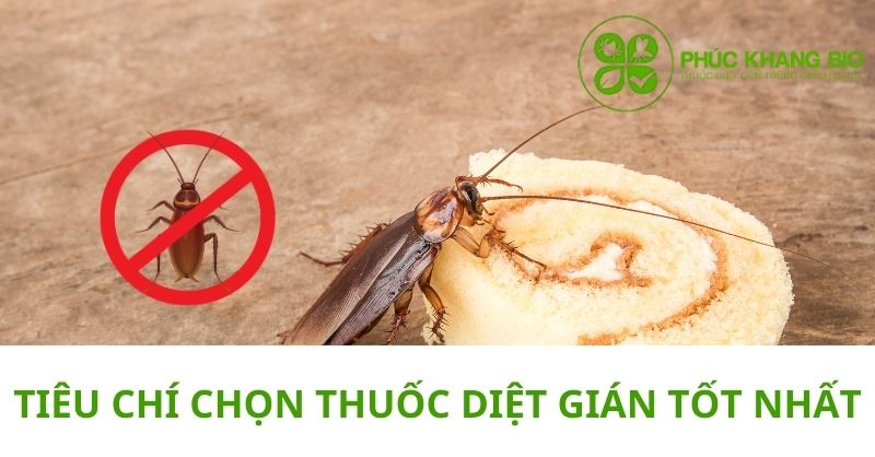 Tiêu chí chọn thuốc diệt gián tốt nhất hiện nay