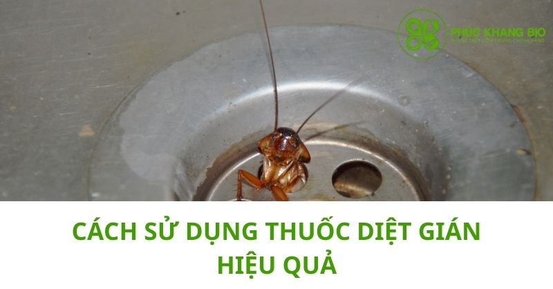 Cách sử dụng thuốc diệt gián hiệu quả