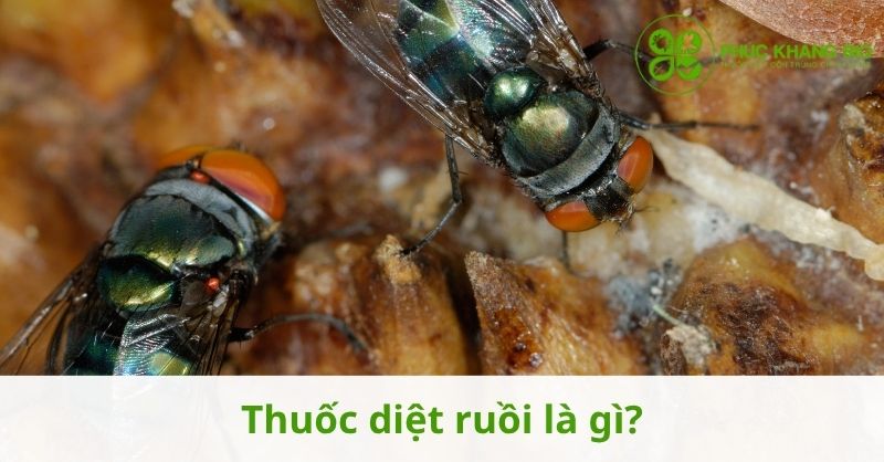 Thuốc diệt ruồi là gì?